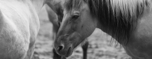 Bioresonantie paarden